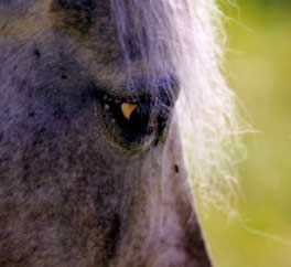 rockyeye