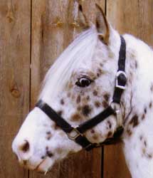 furyeye
