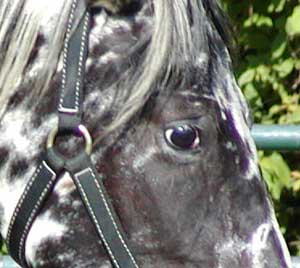 cochetaeye