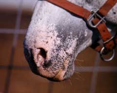 echo nose