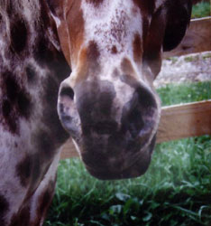 candy nose