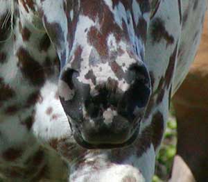 cheetah nose