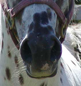rambo nose