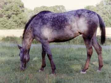 Kansa