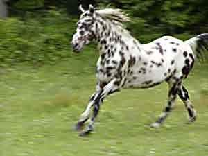 Candy running