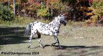 Candy trot