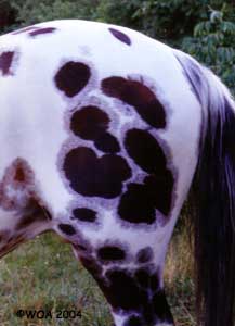 Candy spots