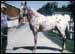 Kline's Prince