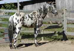Sarcee mares