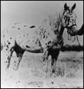 Arab Toswirah Alkhar F-2417