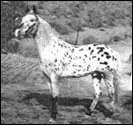 Bogaloosa F-363