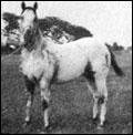 Bryant's Apache Lad