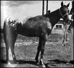 Chico Malheur Maumin F-3387