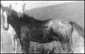 Lapwai Dude F-276