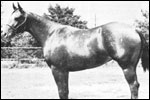 Myer's Johony Ringo F-3329