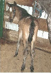 Sunlight's Spunky Peavy