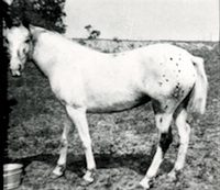 POWDER River Roxy