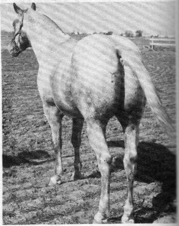 chicarobobf2676