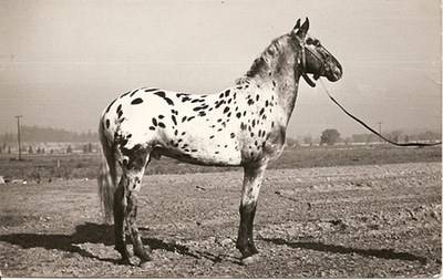 bogaloosaf363a