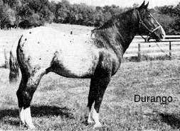 durangof1694