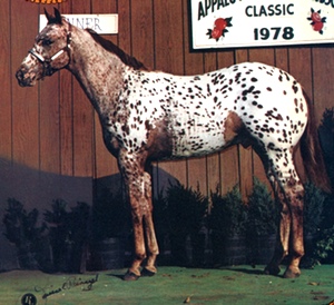 gowinasfoal