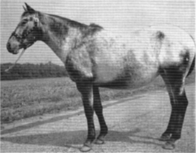 navajoturquoise