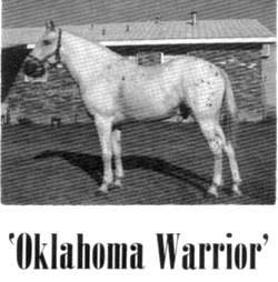 oklahomawarrior
