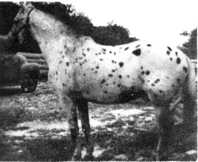 squanto