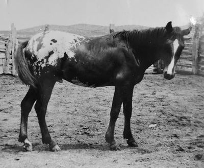 revelf773