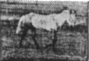 buffalohunter456