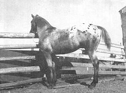 patawatf1671
