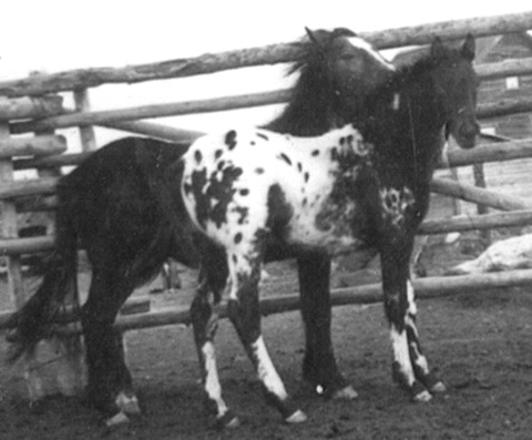 zebrapal