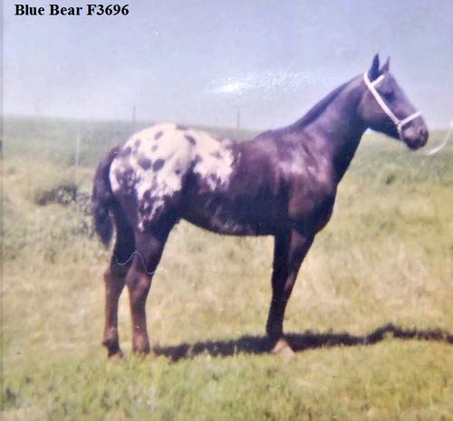 BlueBearF3696