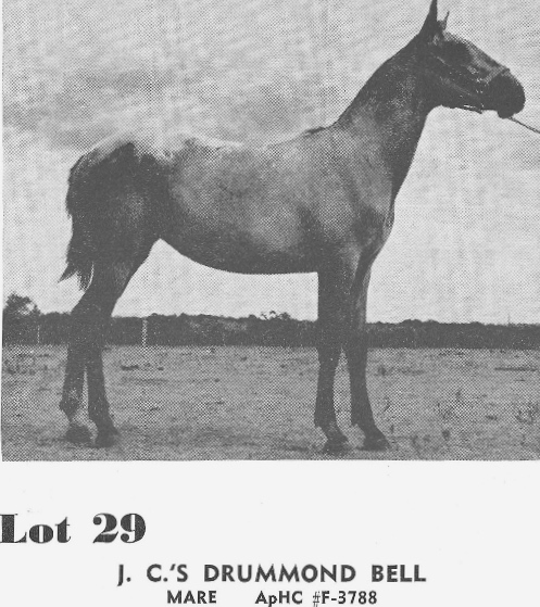JC�s Drummond Bell