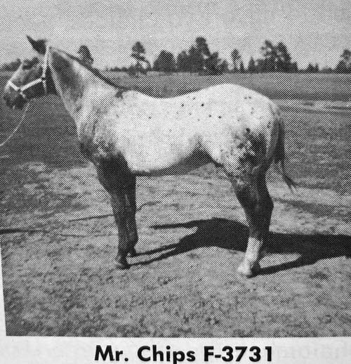 mr chips
