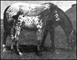mantablanca