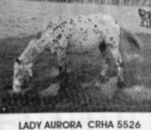 lady aurora