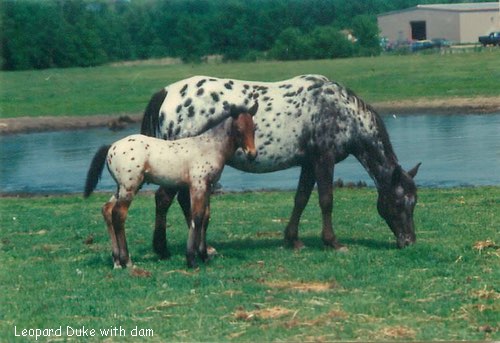 leopard duke