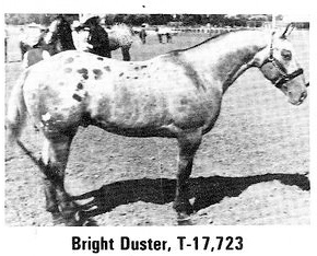 brightduster