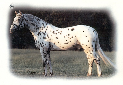 afpiskohunka2