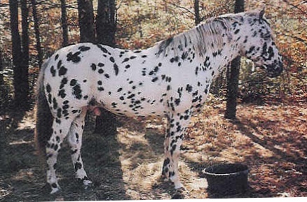 anpetuwitakota3