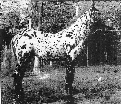 hhkacinasatinka