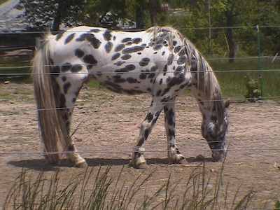 roieclatnon