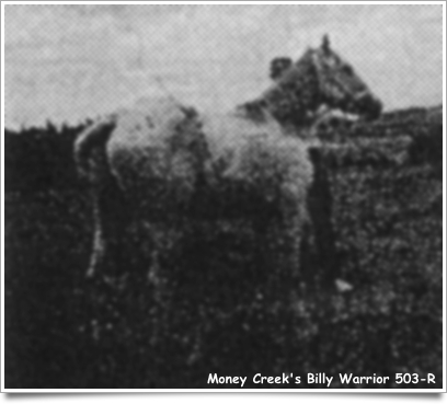 moneycreeksbilly503