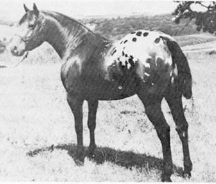 princevaliant