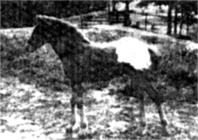 roanrangertette1972