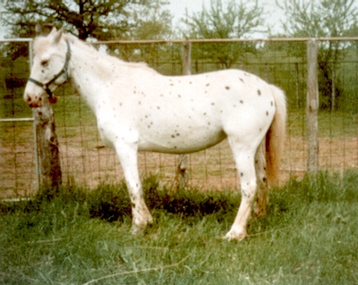 sugarsleoardsur3424