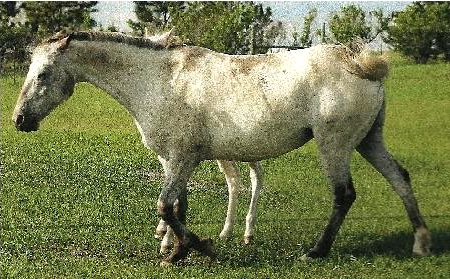 CharEdSnowdeer7313