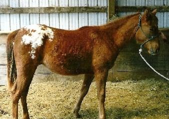 dbawapasha7325
