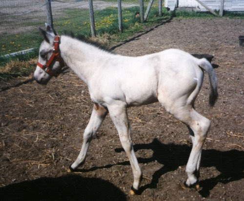 sapelosam